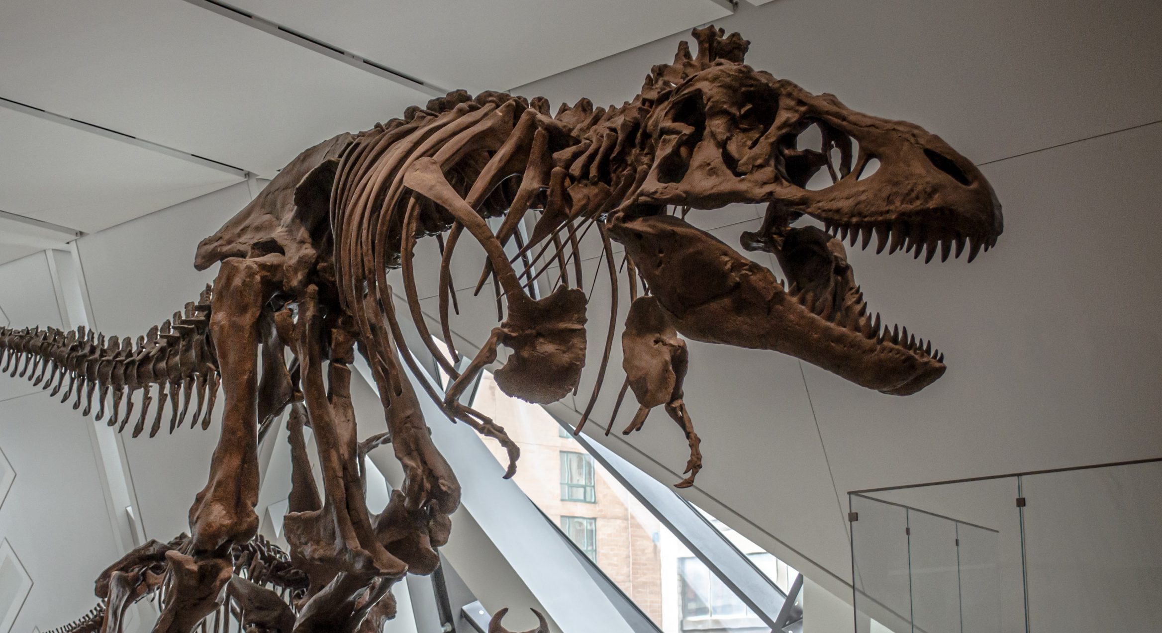 260 Are Dinosaurs Mentioned in the Bible? Theology For the Rest of Us